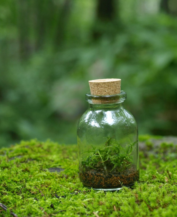 小さなコケの森　Sボトル瓶　ツヤゴケ 1枚目の画像