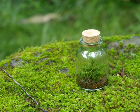 小さなコケの森　Sボトル瓶　ツヤゴケ 2枚目の画像