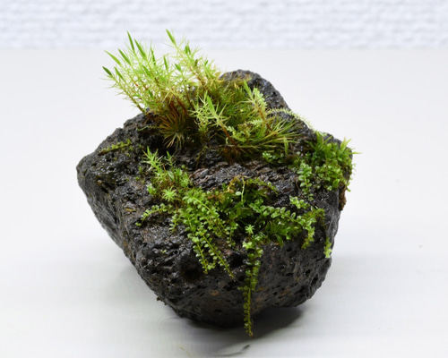 0_5be82c3d0756f9875f698ca0bde8