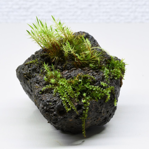 苔テラリウムパーツ】溶岩石着生「苔石」24 テラリウム 道草michikusa