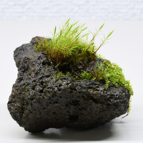 苔テラリウムパーツ】溶岩石着生「苔石」24 テラリウム 道草michikusa