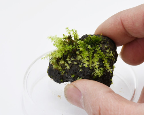 苔テラリウムパーツ】溶岩石着生「苔石」38 テラリウム 道草michikusa