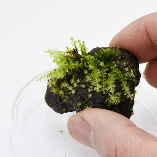 苔テラリウムパーツ】溶岩石着生「苔石」38 テラリウム 道草michikusa