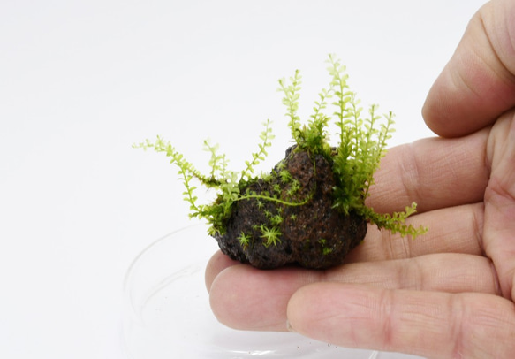 【苔テラリウムパーツ】溶岩石着生「苔石」39 1枚目の画像