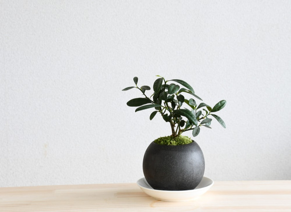 初心者向けのミニ盆栽【カラタチ】美濃焼黒 その他インテリア雑貨 道草