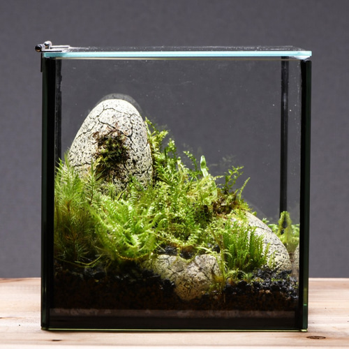 苔テラリウム】15cmの小さなコケの森 ジュラック感のある苔の森NO