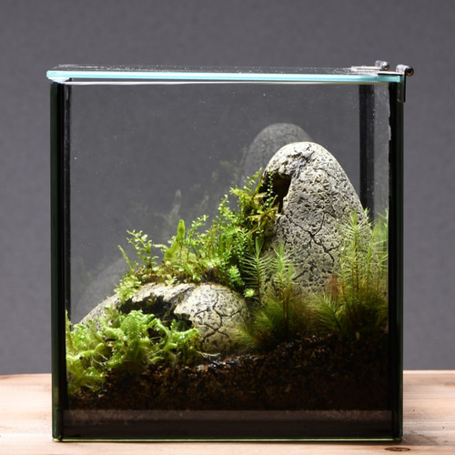 苔テラリウム】15cmの小さなコケの森 ジュラック感のある苔の森NO