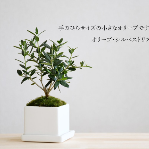 手のひらサイズのミニ盆栽【オリーブ】CUBE白 その他インテリア雑貨