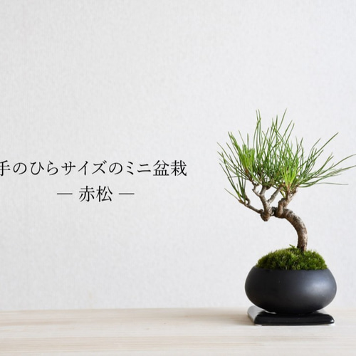 手のひらサイズのミニ盆栽【赤松】 その他インテリア雑貨 道草