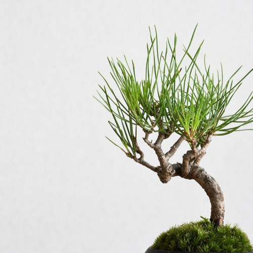 手のひらサイズのミニ盆栽【赤松】 その他インテリア雑貨 道草