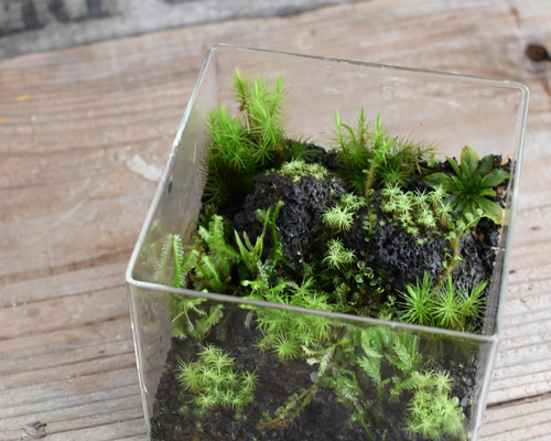 苔テラリウム　No.４９６ 苔テラリウム No.496