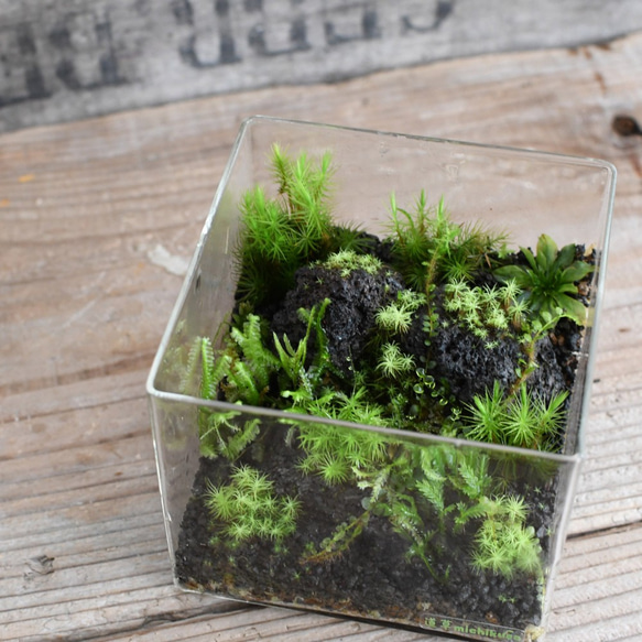 苔テラリウム「苔景」BOX　Ｌsize 1枚目の画像