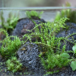 苔テラリウム「苔景」BOX　Ｌsize 4枚目の画像