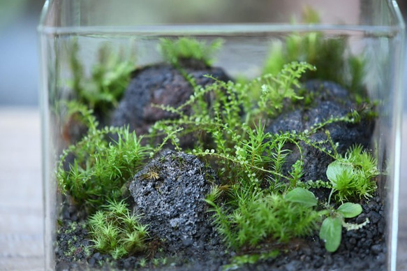 苔テラリウム「苔景」BOX　Ｌsize 4枚目の画像