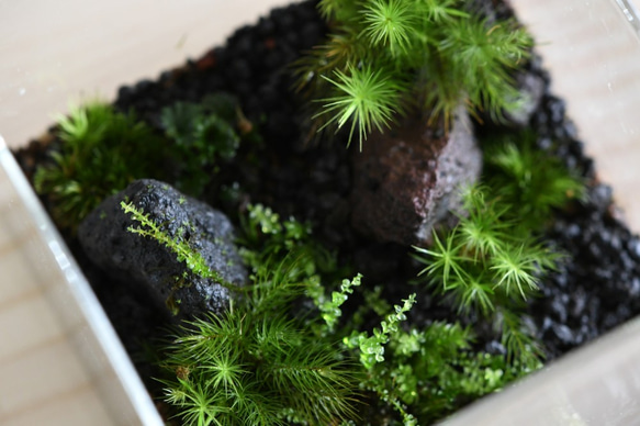 苔テラリウム「苔景」BOX　Ｌsize 6枚目の画像