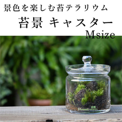 【苔テラリウム】苔景キャニスター　Msize 1枚目の画像