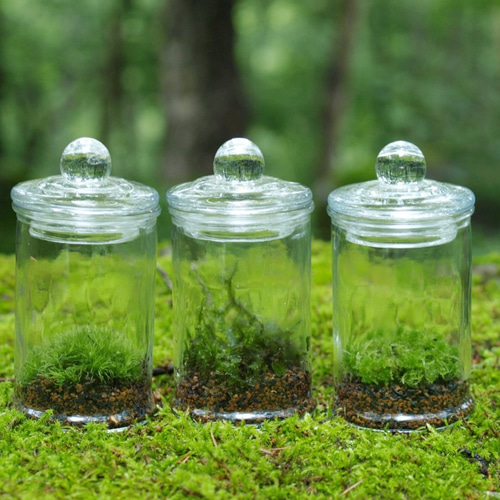 苔テラリウム】小さなコケの森 マイクロポット オススメ3種set  