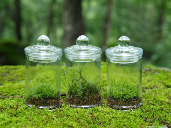 苔テラリウム】小さなコケの森 マイクロポット オススメ3種set  