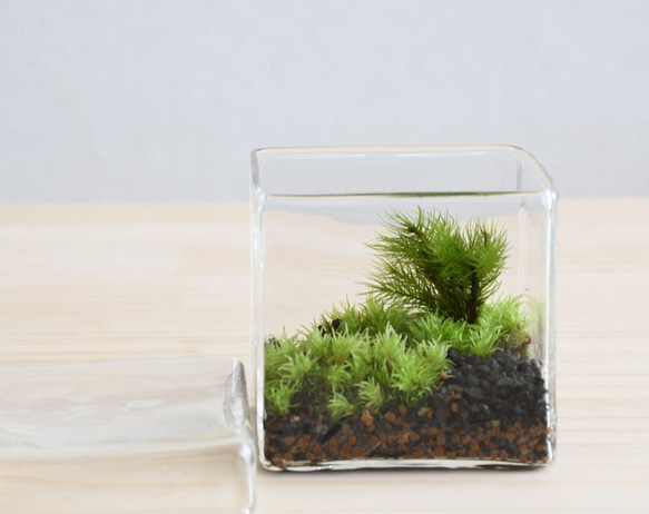苔テラリウム「苔景」BOX Ssize テラリウム 道草michikusa 通販