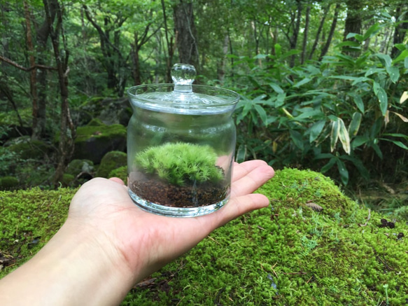 【苔テラリウム】小さなコケの森　キャニスター　ホソバオキナゴケ 2枚目の画像