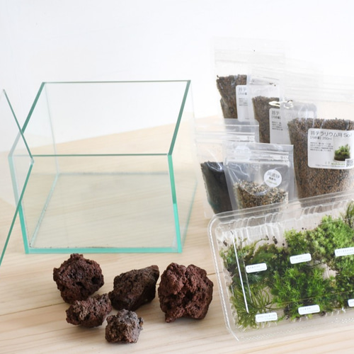 苔の森を作りたい 20cm水槽で作る苔テラリウム作製キット ◇解説動画