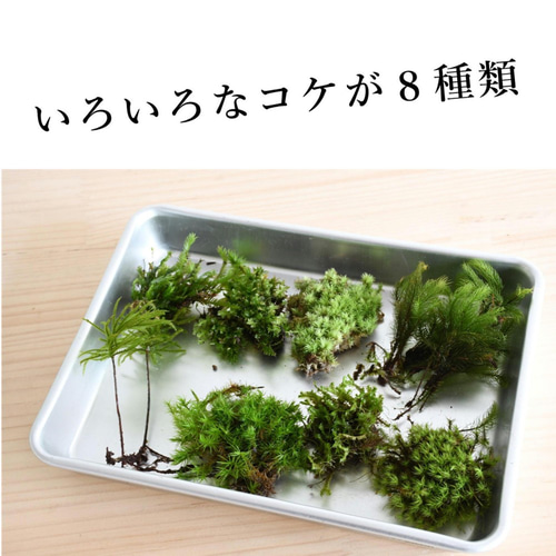 苔の森を作りたい 20cm水槽で作る苔テラリウム作製キット ◇解説動画