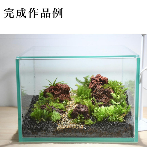 苔の森を作りたい 20cm水槽で作る苔テラリウム作製キット ◇解説動画