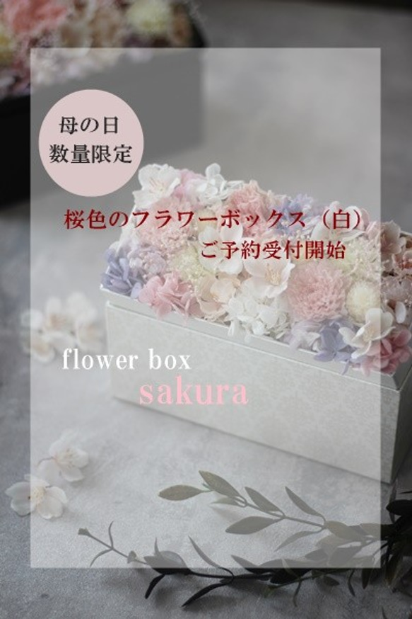 花の贈り物。桜色のフラワーボックス 白【sakura】 1枚目の画像