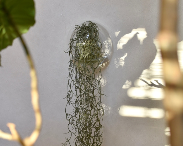 水のいらないグリーンインテリア/Glass Balloon・スパニッシュモス 1枚目の画像