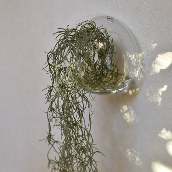 水のいらないグリーンインテリア/Glass Balloon・スパニッシュモス 4枚目の画像