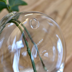 水のいらないグリーンインテリア/Glass Balloon・プーミラヴァリゲイト 6枚目の画像