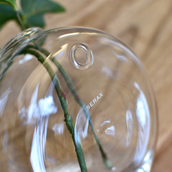 水のいらないグリーンインテリア/Glass Balloon・フィトニア 5枚目の画像
