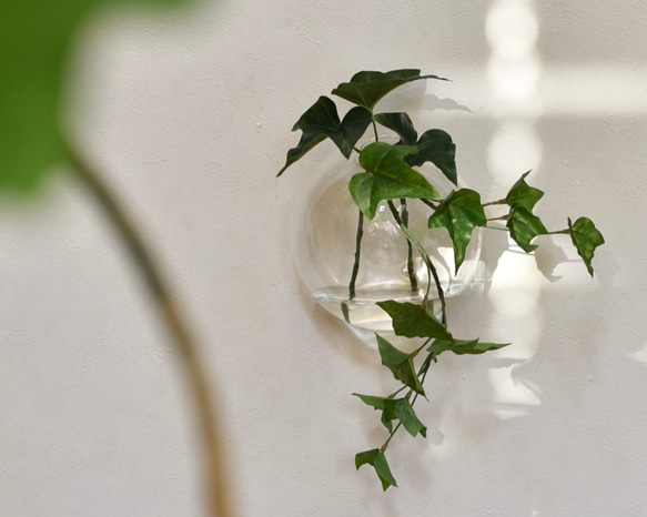水のいらないグリーンインテリア/Glass Balloon・ロックプランツアイビー 1枚目の画像