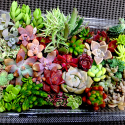 多肉植物 カット苗 春の寄せ植えセット 20 母の日 - メルカリ