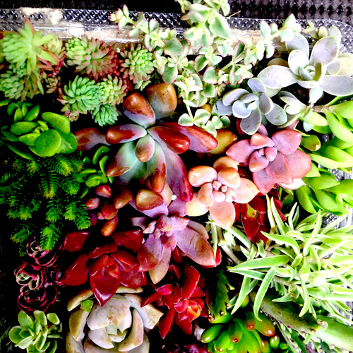 多肉植物 寄せ植え用 カット苗 お盆明けより受注します 多肉植物 寄せ植え用 カット苗 お盆明けより受注します