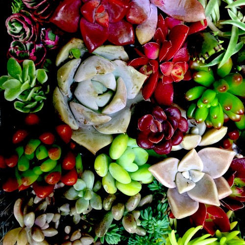 多肉植物 寄せ植え用 カット苗 お盆明けより受注します