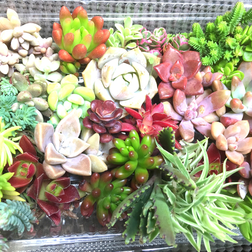 多肉植物 寄せ植え用 カット苗 お盆明けより受注します 多肉植物 寄せ植え用 カット苗 お盆明けより受注します