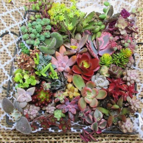 多肉植物 カット苗 根付き苗 寄せ植えに その他素材 spark 多肉植物 カット苗 根付き苗 寄せ植えに その他素材 spark