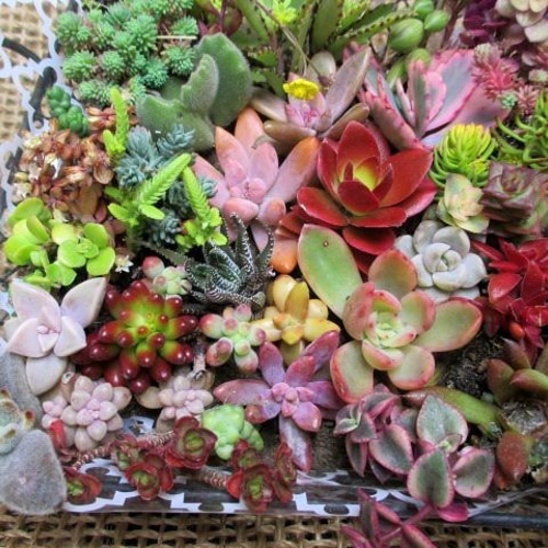 多肉植物 カット苗 根付き苗 寄せ植えに その他素材 spark 多肉植物 カット苗 根付き苗 寄せ植えに その他素材 spark