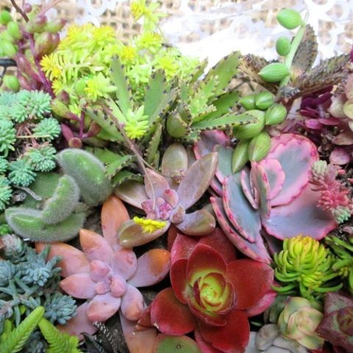 多肉植物 カット苗 根付き苗 寄せ植えに その他素材 spark 多肉植物 カット苗 根付き苗 寄せ植えに その他素材 spark