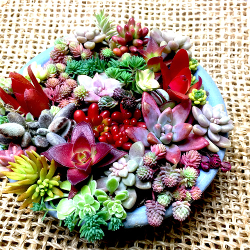 多肉植物 カラフル紅葉中 カット苗 その他素材 spark garden 多肉植物 カラフル紅葉中 カット苗 その他素材 spark garden
