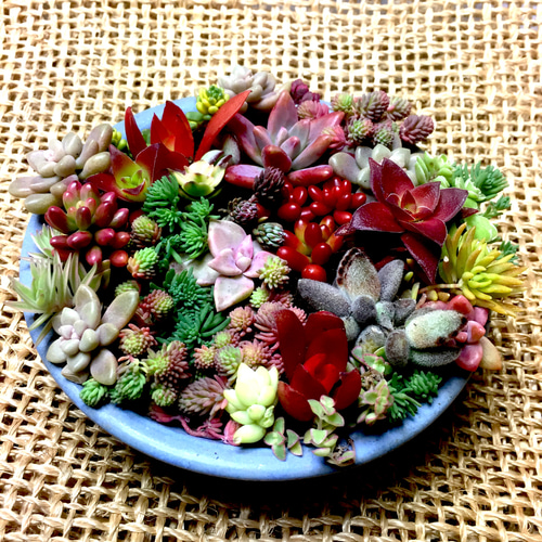 多肉植物 カラフル紅葉中 カット苗 その他素材 spark garden 多肉植物 カラフル紅葉中 カット苗 その他素材 spark garden