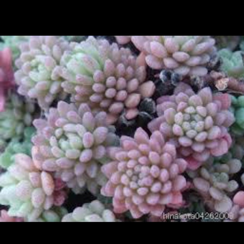 多肉植物 セダム属 ピンク紅葉中❣️ その他素材 spark garden いやし