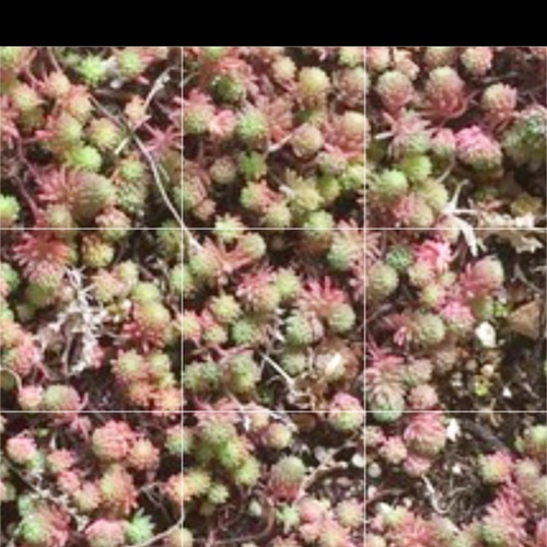 多肉植物 セダム属 ピンク紅葉中❣️ その他素材 spark garden いやし