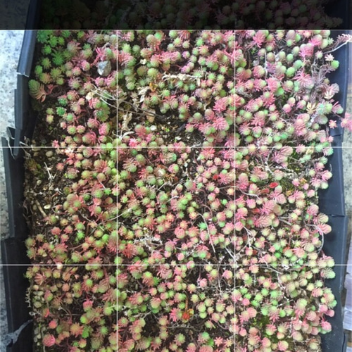 紅葉　セダム Yahoo!オークション - 新春のガーデニング 紅葉セダム 多肉植物 12種1