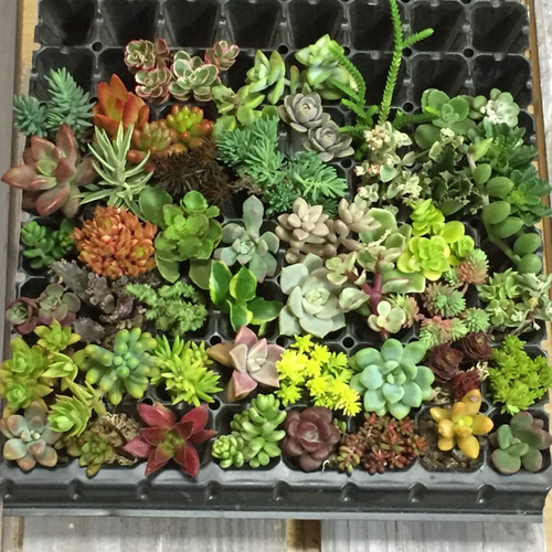 多肉植物セット カット苗③ （多肉植物 カラフルカット苗 50種セット 