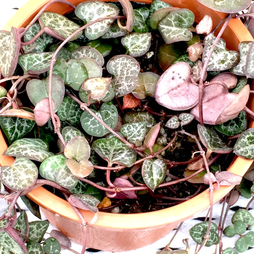 多肉植物✿ハートカズラ 多肉植物✿ハートカズラ - メルカリ