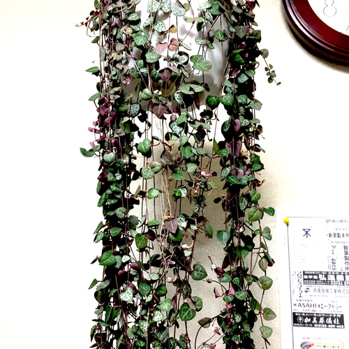 ハートカズラ♥️ 多肉植物 その他素材 spark garden いやしの園 通販