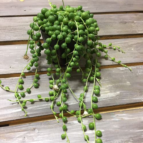 多肉植物 グリーンネックレス 大玉 その他素材 spark garden いやしの