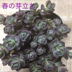 在庫少 赤葉日高ミセバヤ カット苗 多肉植物 0_73392bdc9c8017fdd8ab177bf85b